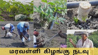 மரவள்ளி கிழங்கு  🥔 நடவு 🌱🤩 Maravalli Kilangu Cultivation 🍀 Tapioca Farming 🥰 #viral #vivasayam #farm