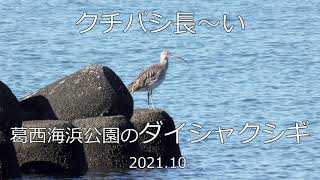 クチバシ長～い　葛西海浜公園のダイシャクシギ　2021.10　4K