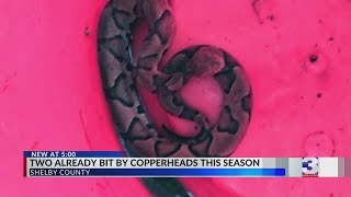 It’s snake season: Copperheads bite two in Shelby County