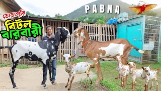 বিটল তোতাপুরি বারবারি ছাগল কিনুন পাবনার ইকবাল ভাই এর বাণিজ্যিক খামার থেকে Beetal Goat