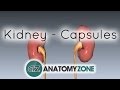 Capsules of the Kidney - Anatomy Tutorial