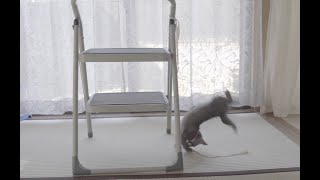 子猫はひもで遊ぶのが好き【ロシアンブルー】