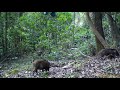 重点保護動物のハッカン、イノシシと一緒に餌探し　雲南高黎貢山