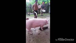 दसैंमा बाङ्गु च्वाट्टै  ! हेर्न सक्नुहुन्छ ? मुटु  दरो पर्नुहोस ! Pig cut amazing !! ever seen !