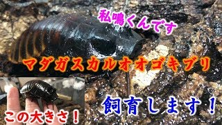 鳴くゴキブリ！？マダガスカルの鳴くゴキブリを飼育します！