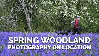 Spring Woodland Photography On Location