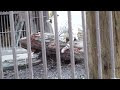 2021.6.20 宇都宮動物園☆ホワイトタイガーのシラナミちゃんとイーサンくん_12