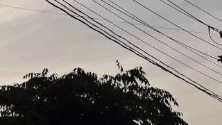 Japanese Pied Wagtails Communal Roosting at Nightfall ハクセキレイの群れが街路樹に塒入りするまで