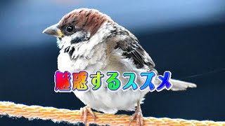 私を魅惑するスズメ　～I’m enchanted with a sparrow Lady Mimosa.～