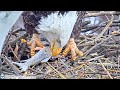 uss bald eagle cam 1 on 1 14 25 @ 11 15 v comes in with fish irv grabs a bite at 11 21 33