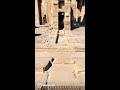 the secret of the ancient egyptian temple and priests shorts