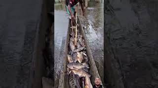 harvest tilapia in nets|#1818 #fishing #trending #angler #viralvideo #shorts #ytshorts #wow #fy #yt