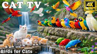 Nature Therapy Cat TV 🦜 Playful Garden Birds for Cats Home Alone – Reduce Stress & Anxiety for Cats