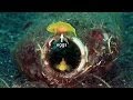 Mucky Secrets - Part 8 - Sea Moths, Flying Gurnards, Blennies & Gobies - Lembeh Strait