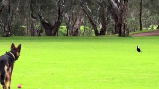 German shepherd chasing bird