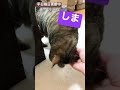 【15秒猫動画】お出迎え猫、ただいま〜平日毎日更新中！【 shorts 】