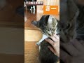 【15秒猫動画】お出迎え猫、ただいま〜平日毎日更新中！【 shorts 】