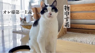 猛暑でものんびり過ごす猫たち