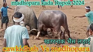 madhopara kada Ropok 2024  cawkidhab Vs madhopara भयंकर भैंस लड़ाई