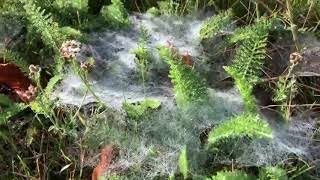 Field literally covered with thousands of spiderwebs