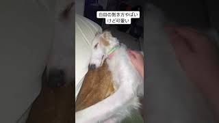 #ボルゾイ #ボルゾイパピー #ボルゾイ大好き #大型犬 #大型犬大好き #サイトハウンド #パピー #子犬 #わんこのいる生活 #犬のいる暮らし #borzoi #大型犬のいる暮らし #熊本県