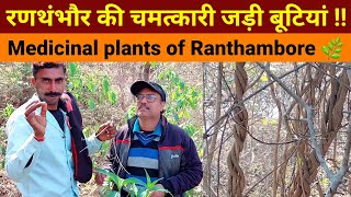 रणथंभौर की चमत्कारी जड़ी बूटियां !!Medicinal Herbs of Ranthambore Fort | ayurvedic medicine Forest