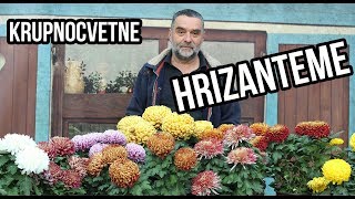 Hrizanteme krupnocvetne