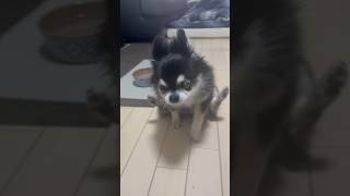 お尻歩きをする犬#shorts