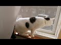 猫の日常。リリィのyoutubeはじめました。