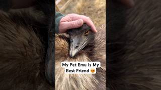 Giant Bird Is My Best Friend 🥰#shorts #emu