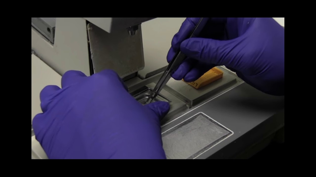 Tissue Processing Overview - YouTube