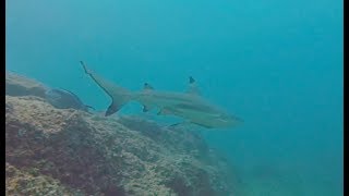 Beautiful Footage - Scuba Diving in Fujairah UAE