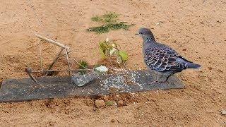 Awesome Super Bird Trap Using best perch snare trap - How to make easy perch snare trap work 100%