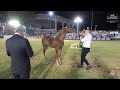 N 81 FAJER JIHAD   Iksal Arabian Horse Show   Yearling Colts 2023 B Class 7