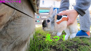 ウサギの外遊び動画【動物ファミリーの家】