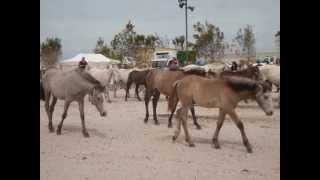 TransHumance  MARSEILLE dimanche 9 juin 2013 par DomiVoyage