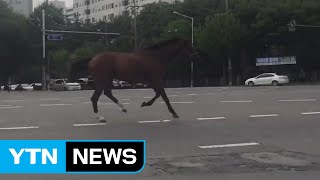 도심 도로에 말 질주...30분 만에 붙잡아 / YTN (Yes! Top News)