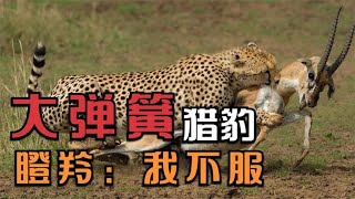 速度王者猎豹捕猎瞪羚，速度快得飞起，就像一根“大弹簧”！