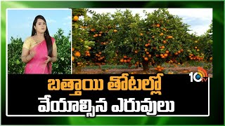 బత్తాయి తోటల్లో వేయాల్సిన ఎరువులు | Orange Crop Farming | Matti Manishi | 10TV