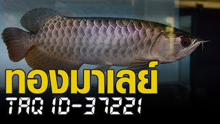 ทองมาเลย์ 13 นิ้ว เลี้ยงในตู้ดำ ถ่ายแบบไม่เปิดไฟ