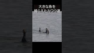 大きな魚を捕らえたカワウ達#shorts