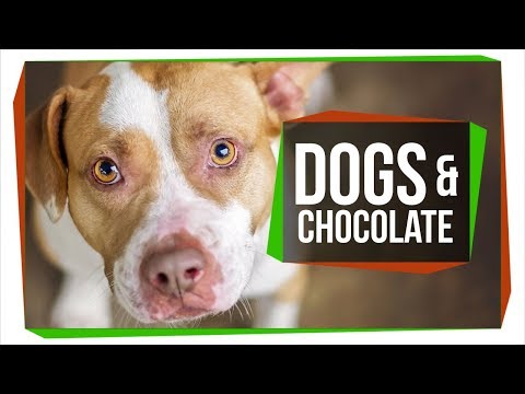 What chocolate is toxic to dogs?