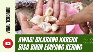 Viral Terbaru! Cara Racik Umpan Bawang Viral Bang Andri Vlog #mancingempangmania