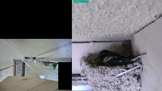 孵化前01日目 2021 ツバメの巣 Swallow's Nest 子育て 観察動画 2021/05/31 21:00～