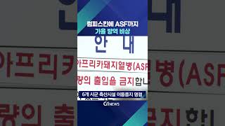 [G1뉴스] 럼피스킨에 ASF까지..방역 비상