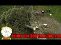 Idiots Cut Down 300 Year Old Sacred Tree