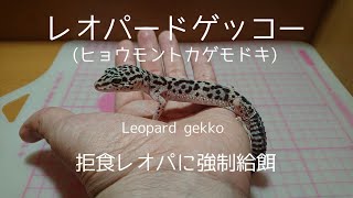 【レオパードゲッコー】No.225。拒食レオパに強制給餌。(Leopard gekko)