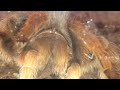 arizona blond tarantula feeding