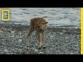 Baby Bison Takes on Wolf and Wins | America's National Parks