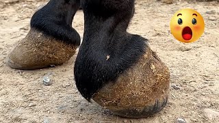 Rescue the lame donkey! One of its feet grows backwards